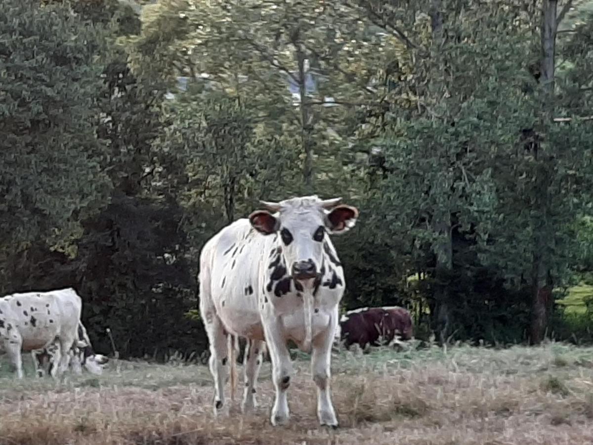 Gite De La Butte Le Charme De La Normandie Entre Terre Et Mer Condé-sur-Vire Екстериор снимка